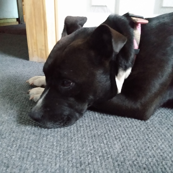 Meet Sweet Pea! - Picture 2 of 4